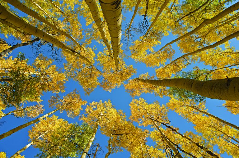 Aspen Autumn